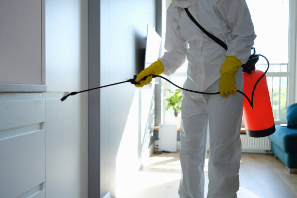 Best Mold Damage Repair  in Pasatiempo, CA