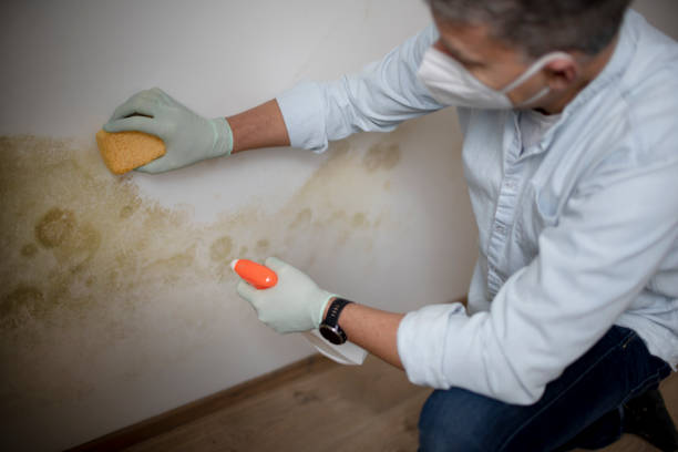 Best Emergency Mold Removal  in Pasatiempo, CA