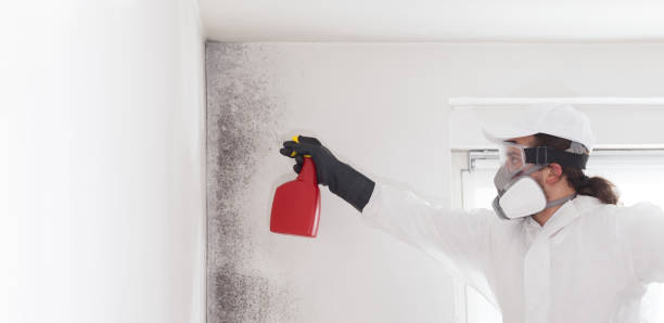 Best Mold Remediation  in Pasatiempo, CA