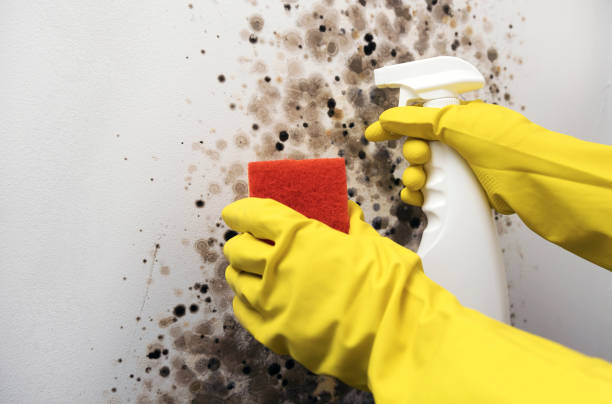 Best Attic Mold Removal  in Pasatiempo, CA