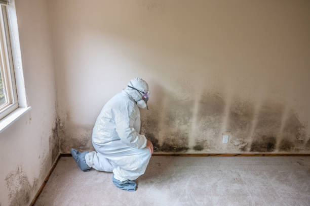 Pasatiempo, CA Mold Removal Company