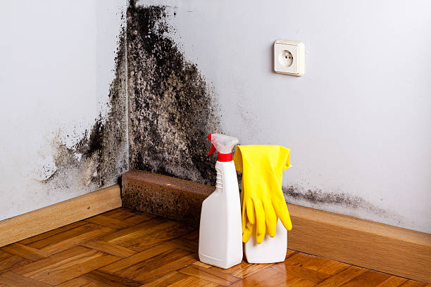 Best Local Mold Removal Service  in Pasatiempo, CA