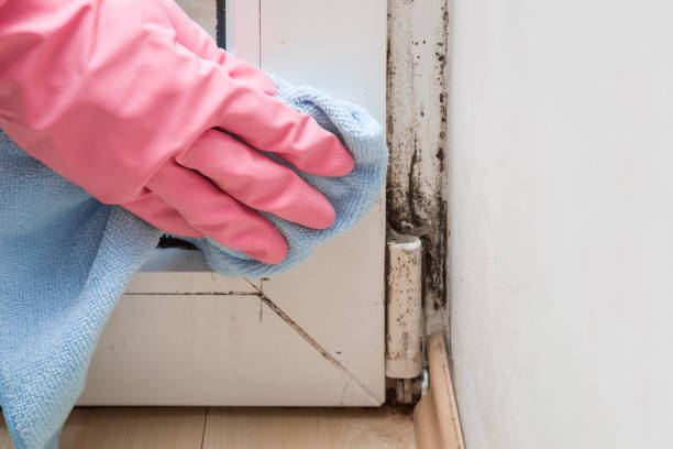 Best Office Mold Removal Services  in Pasatiempo, CA